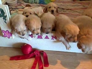 AKCGoldenRetrieverPuppies